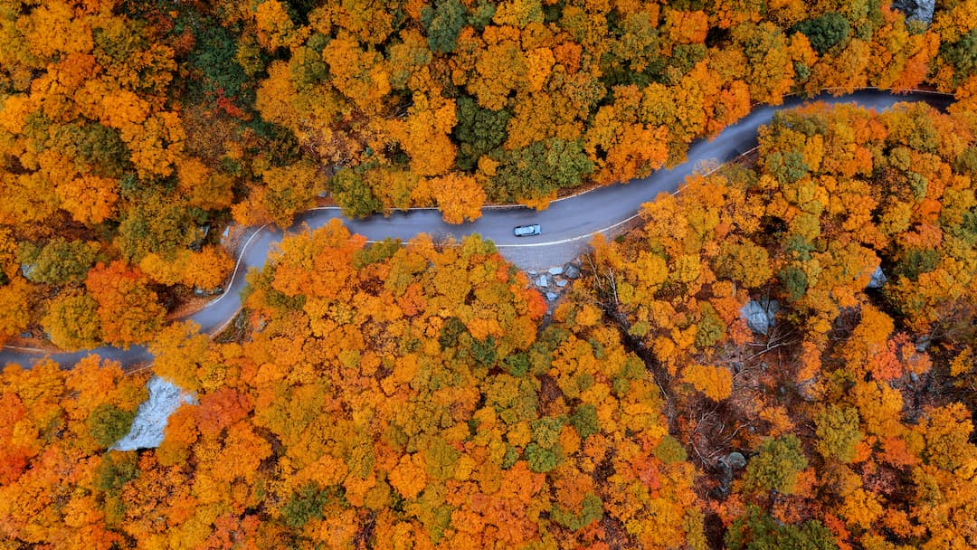 Car Drives on Winding Road in Fall Colors
